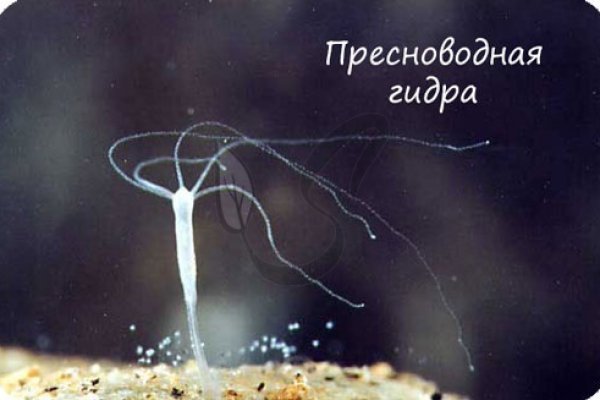 При входе на кракен пишет вы забанены