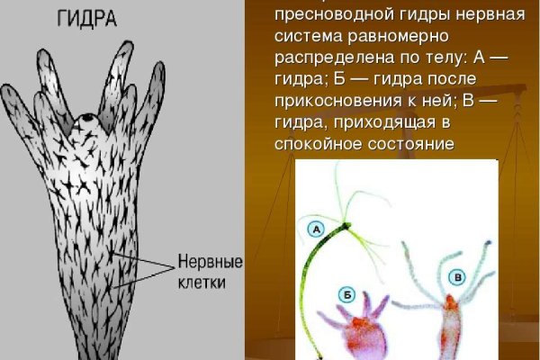 Скачать кракен тор